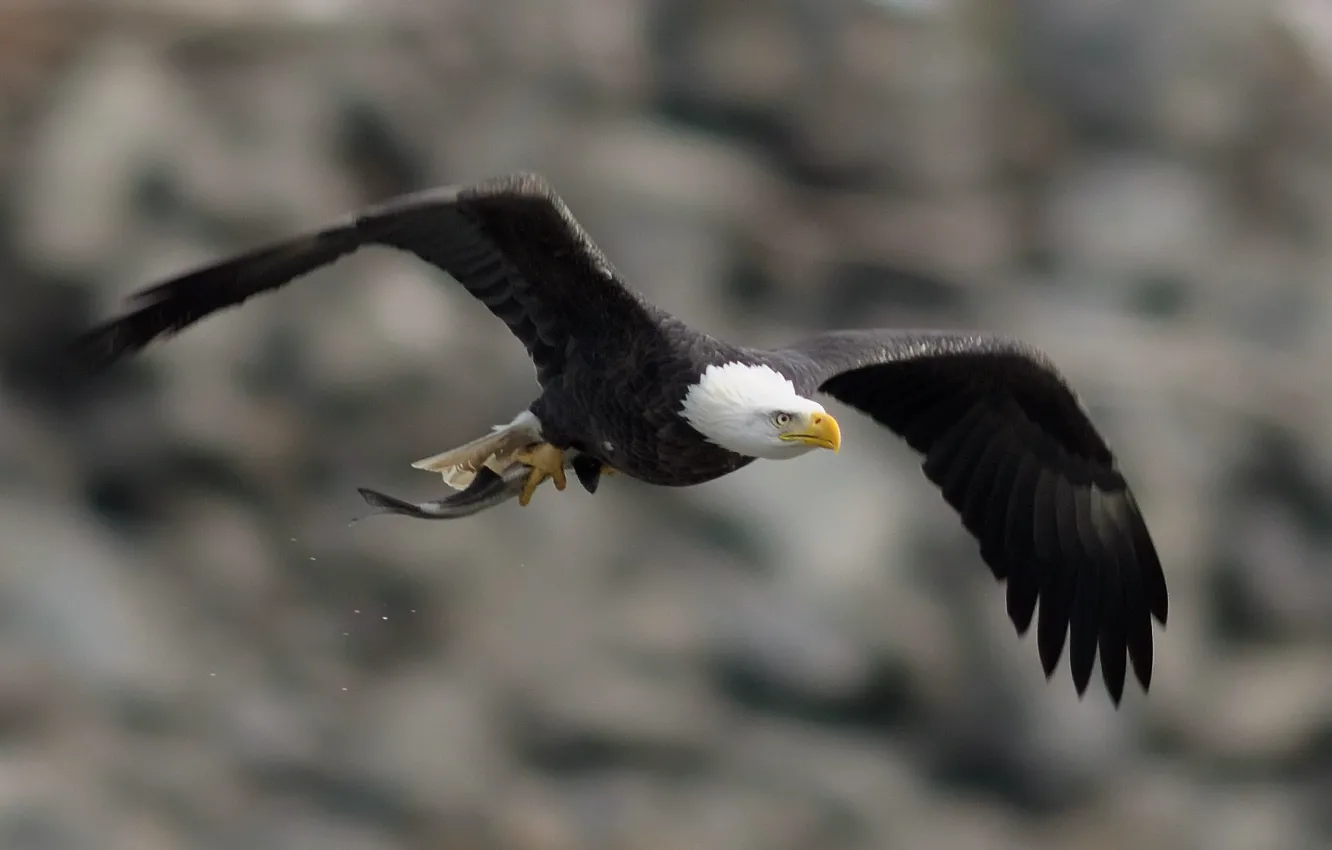 Фото обои полет, крылья, Птица, bird, взмах, белоголовый орлан, bald eagle