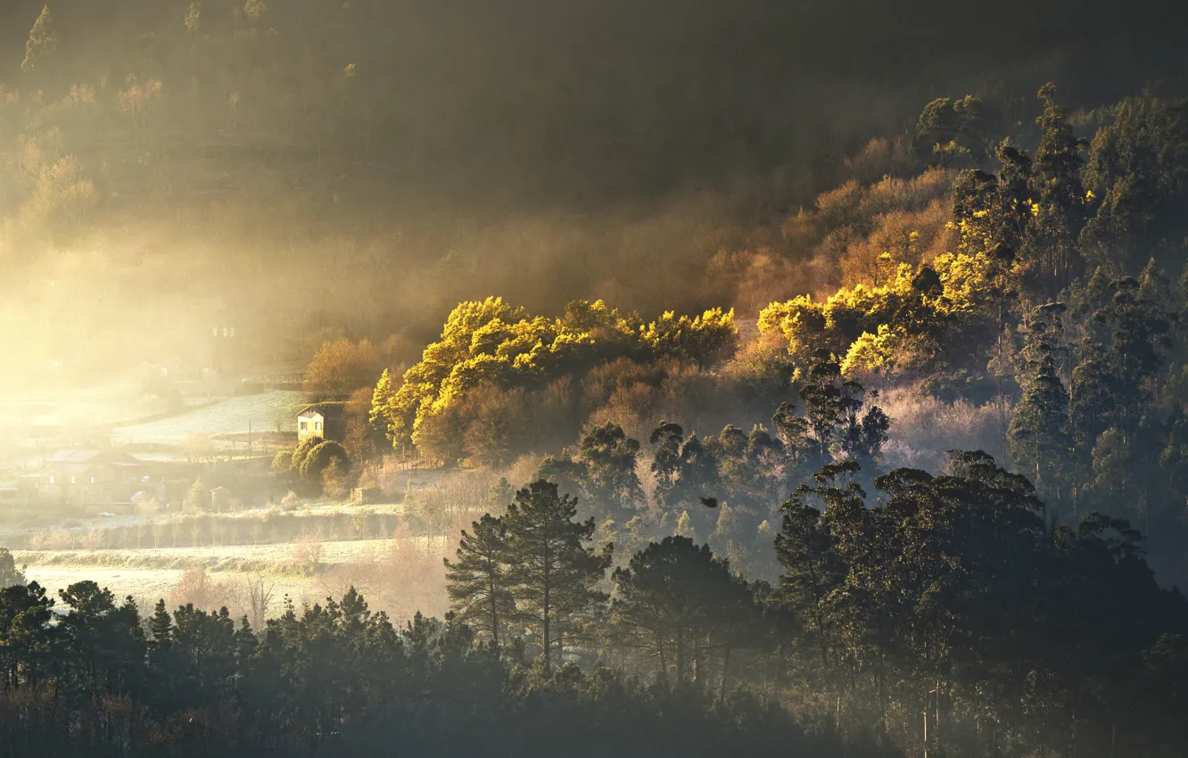 Фото обои house, forest, trees, fog