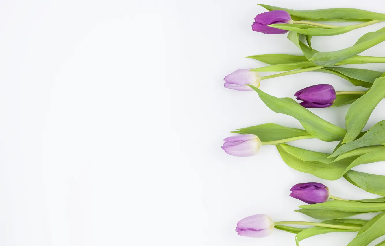 Фото обои цветы, фиолетовые, тюльпаны, flowers, beautiful, tulips, spring, purple