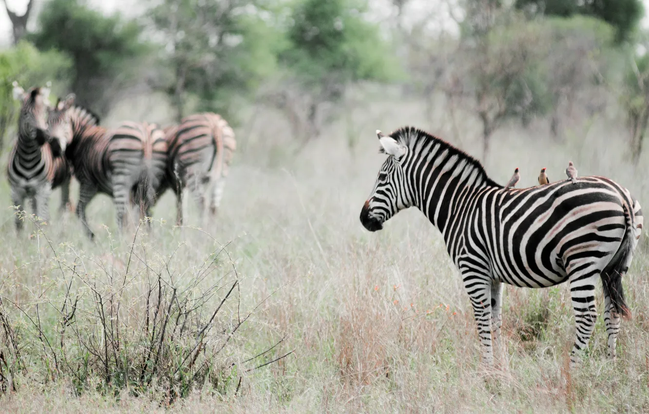 Фото обои животные, птицы, природа, эффект, зебры