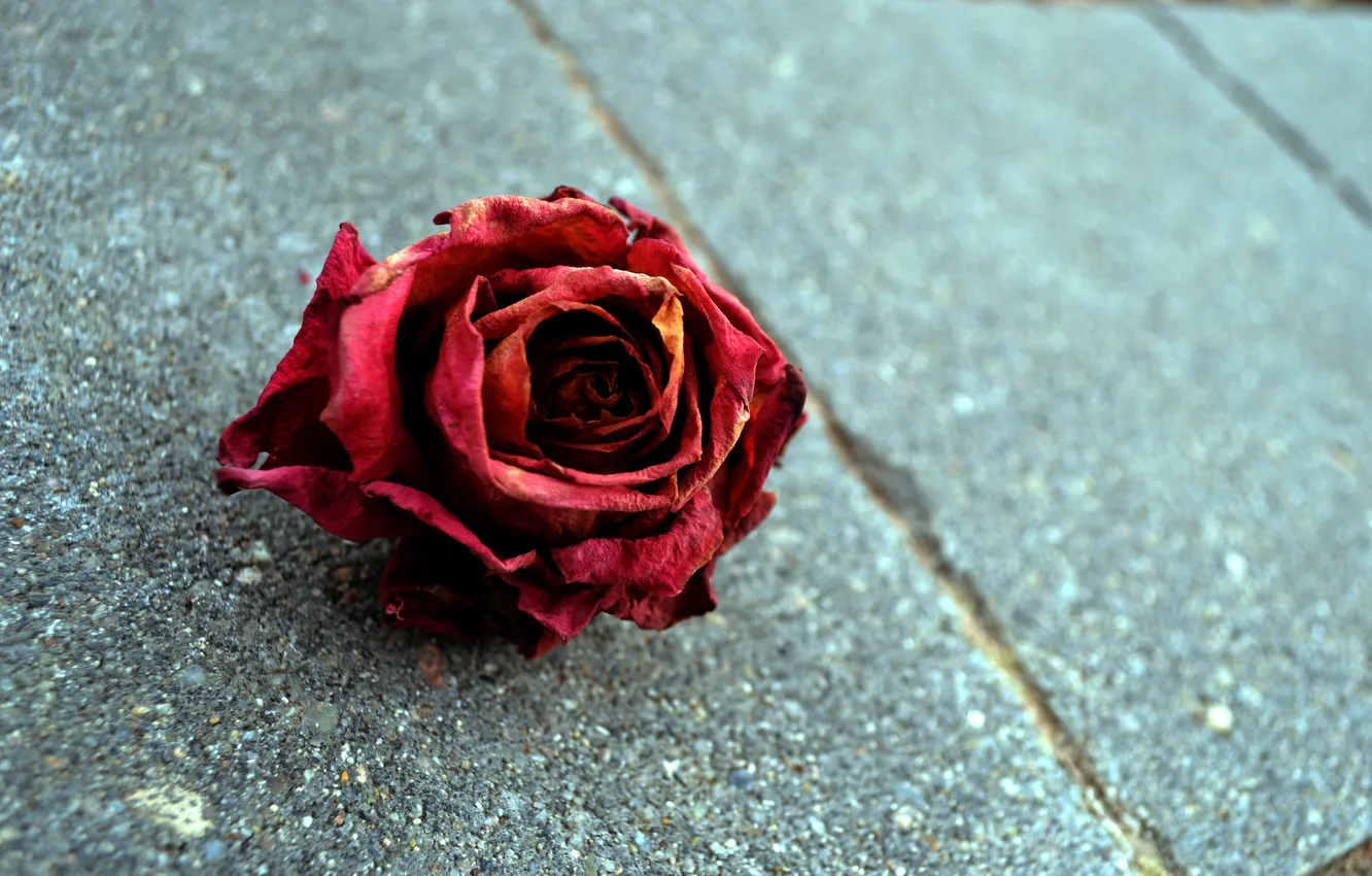 Фото обои макро, роза, rose, красный цветок