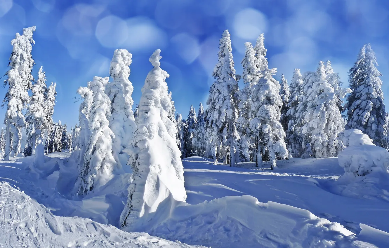 Фото обои зима, снег, деревья, пейзаж, природа, елки, ели, сугробы