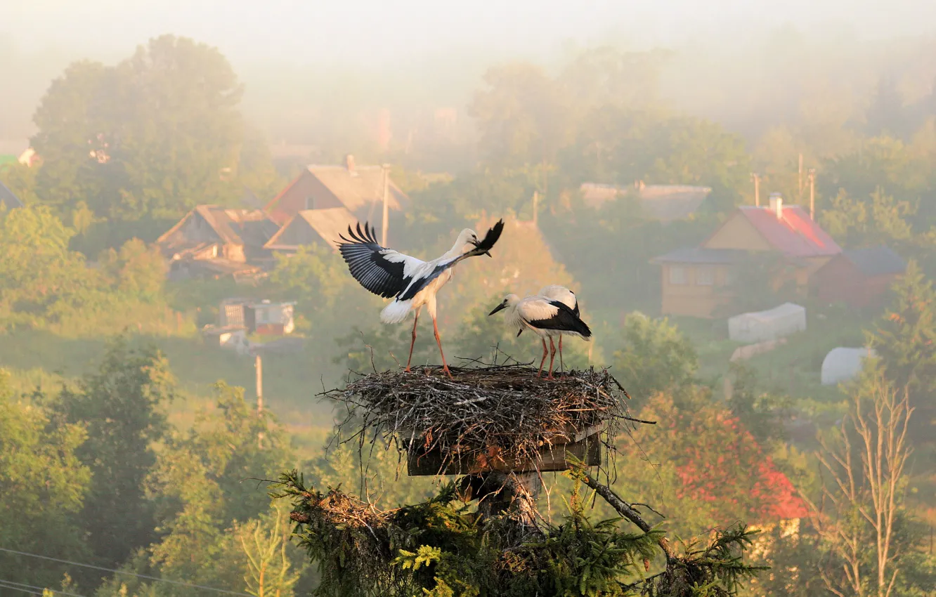 Фото обои лето, туман, утро, деревня, гнездо, аисты