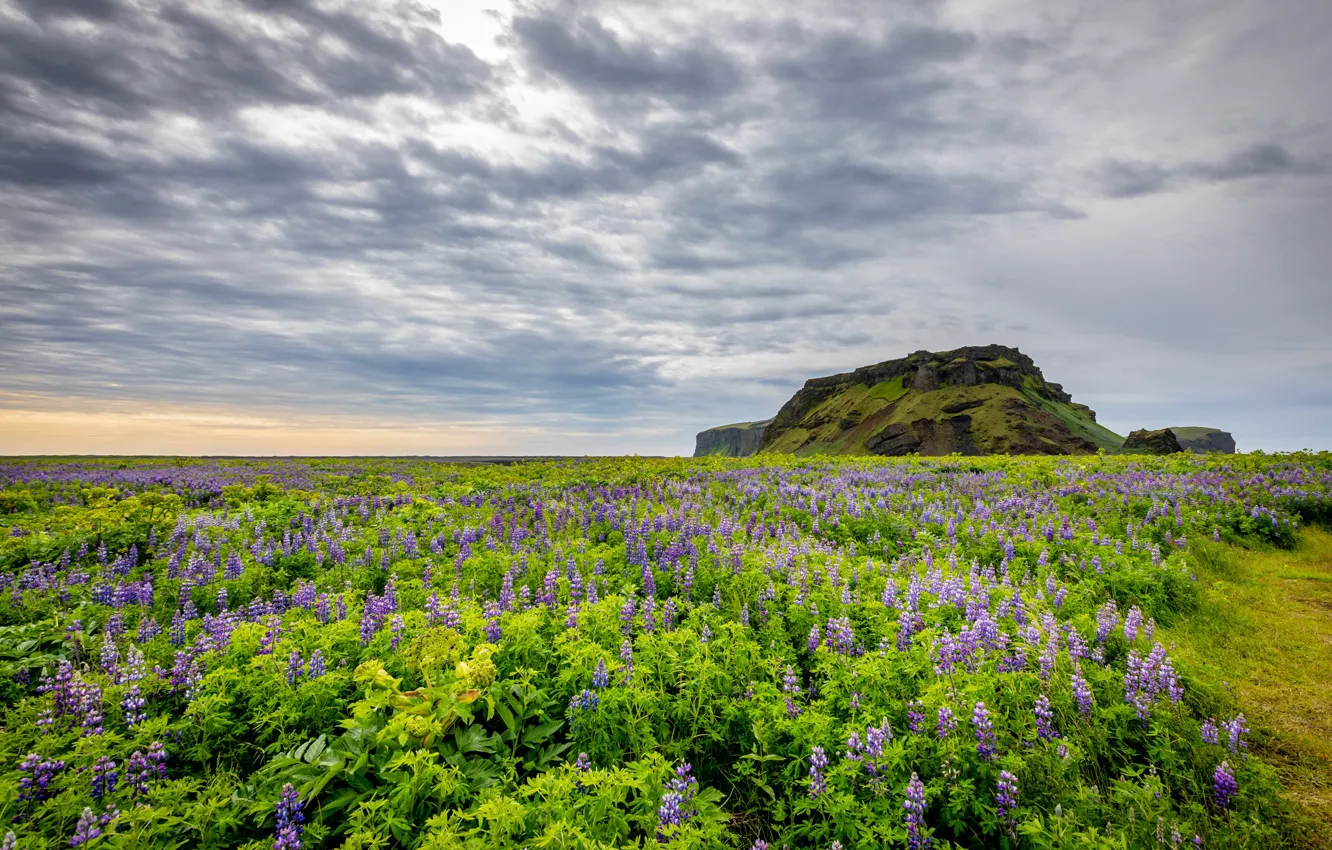 Фото обои поле, Исландия, Iceland, люпин