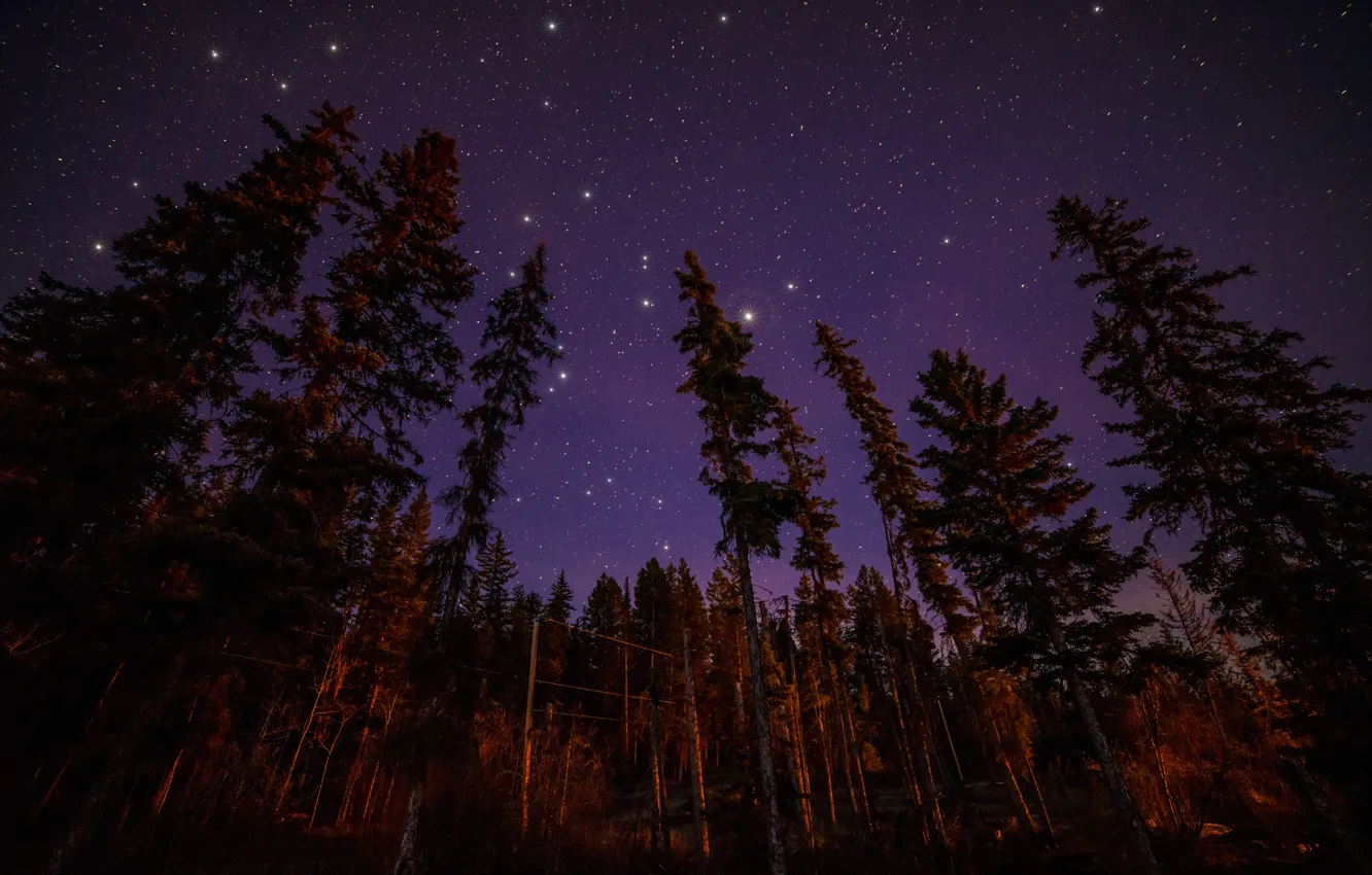 Фото обои лес, звезды, свет, деревья, пейзаж, ночь