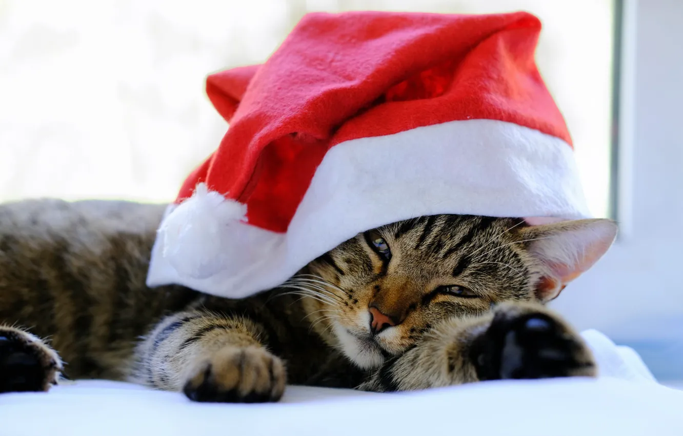 Фото обои кошка, кот, взгляд, поза, фон, праздник, окно, Рождество