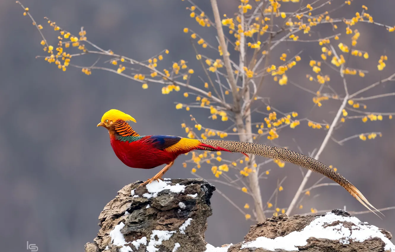 Фото обои птица, хвост, золотой, фазан