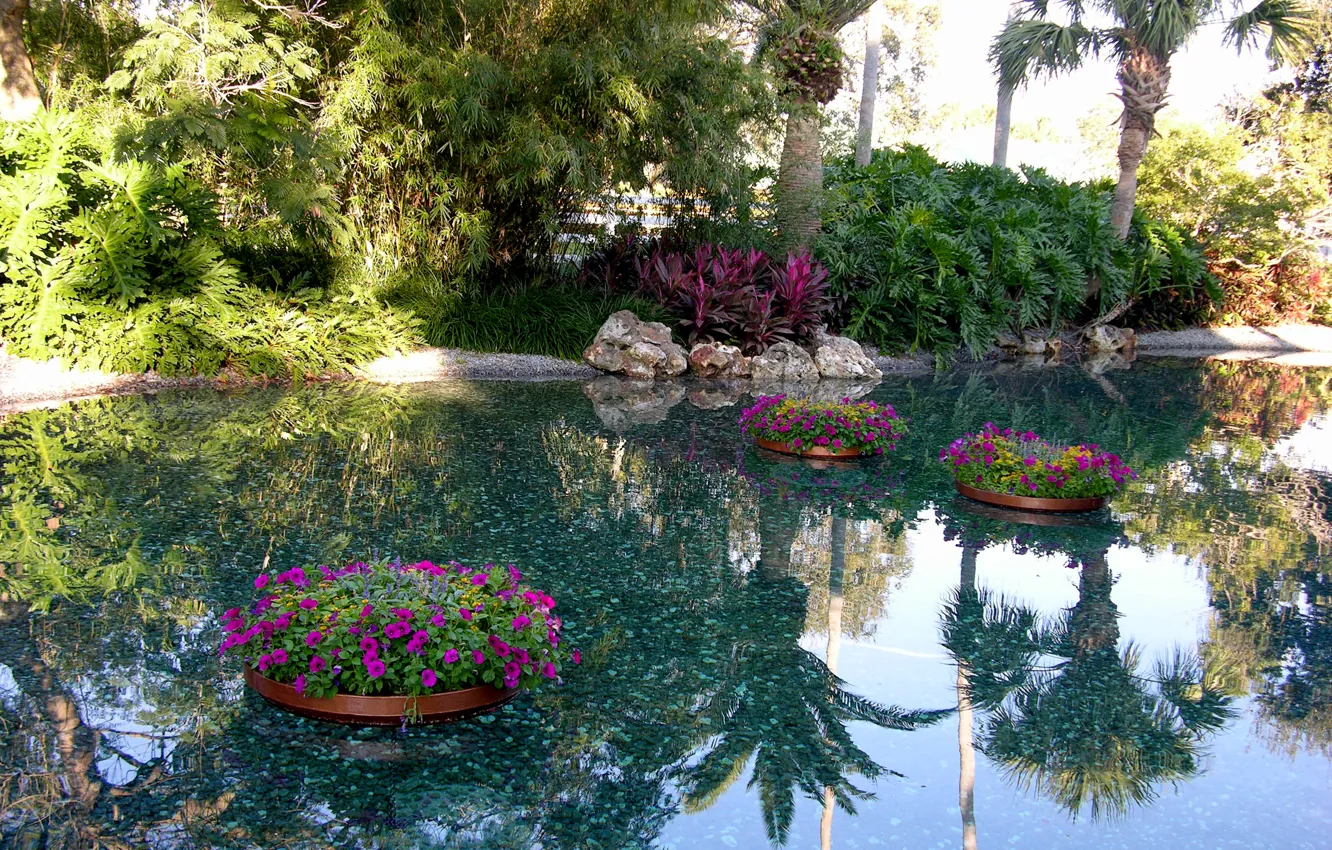 Фото обои вода, цветы, Сад, water, flowers, garden