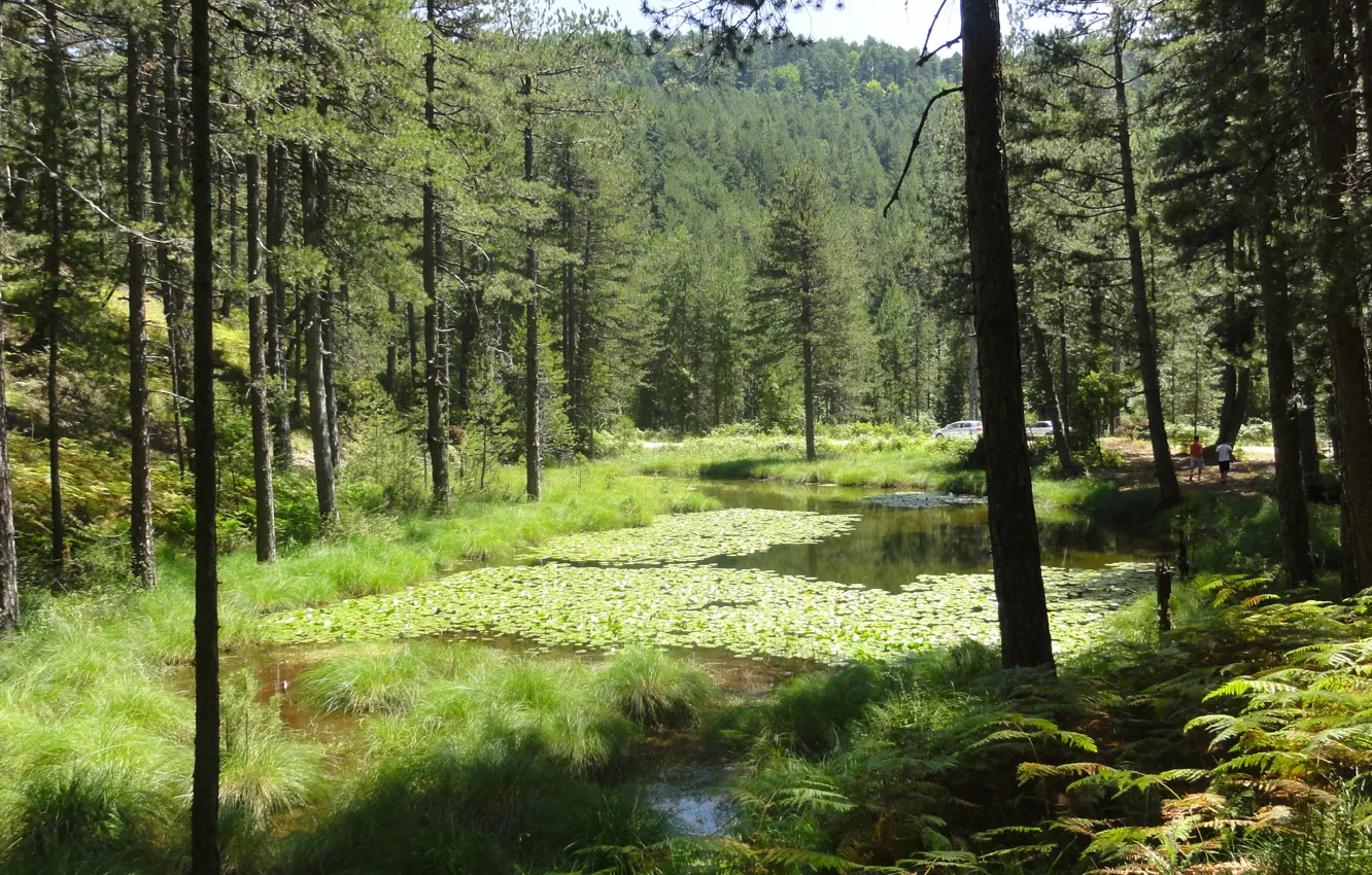 Фото обои lake, Epirus, water lilies