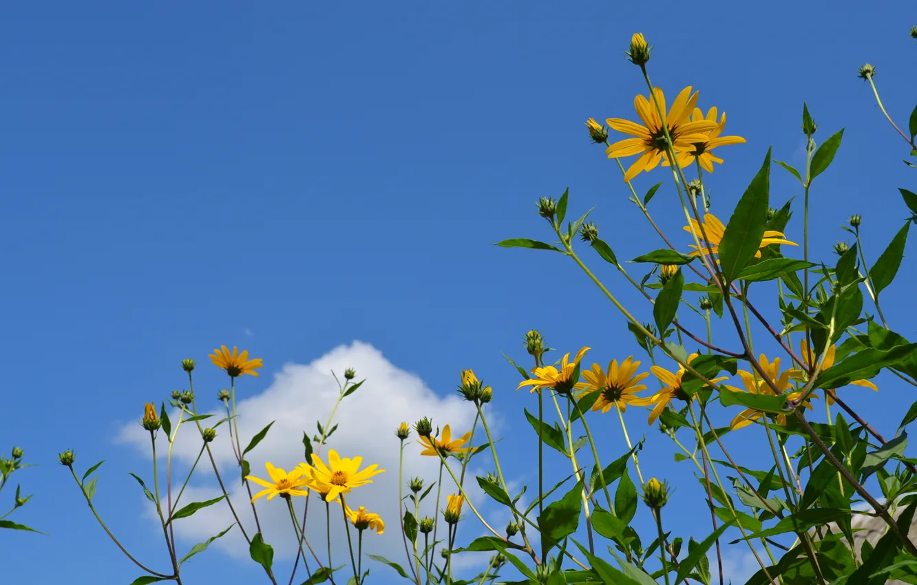 Фото обои лето, голубое небо, желтые цветы, белое облако