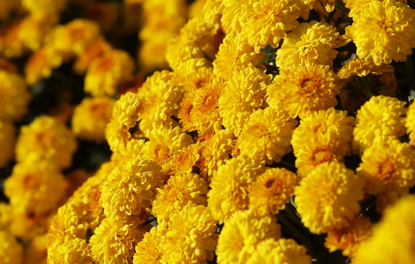 Фото обои желтый, солнечный, хризантема