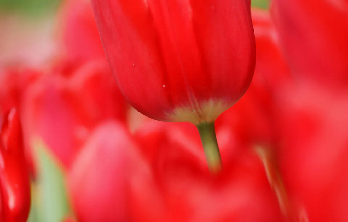 Фото обои макро, цветы, тюльпаны, красные