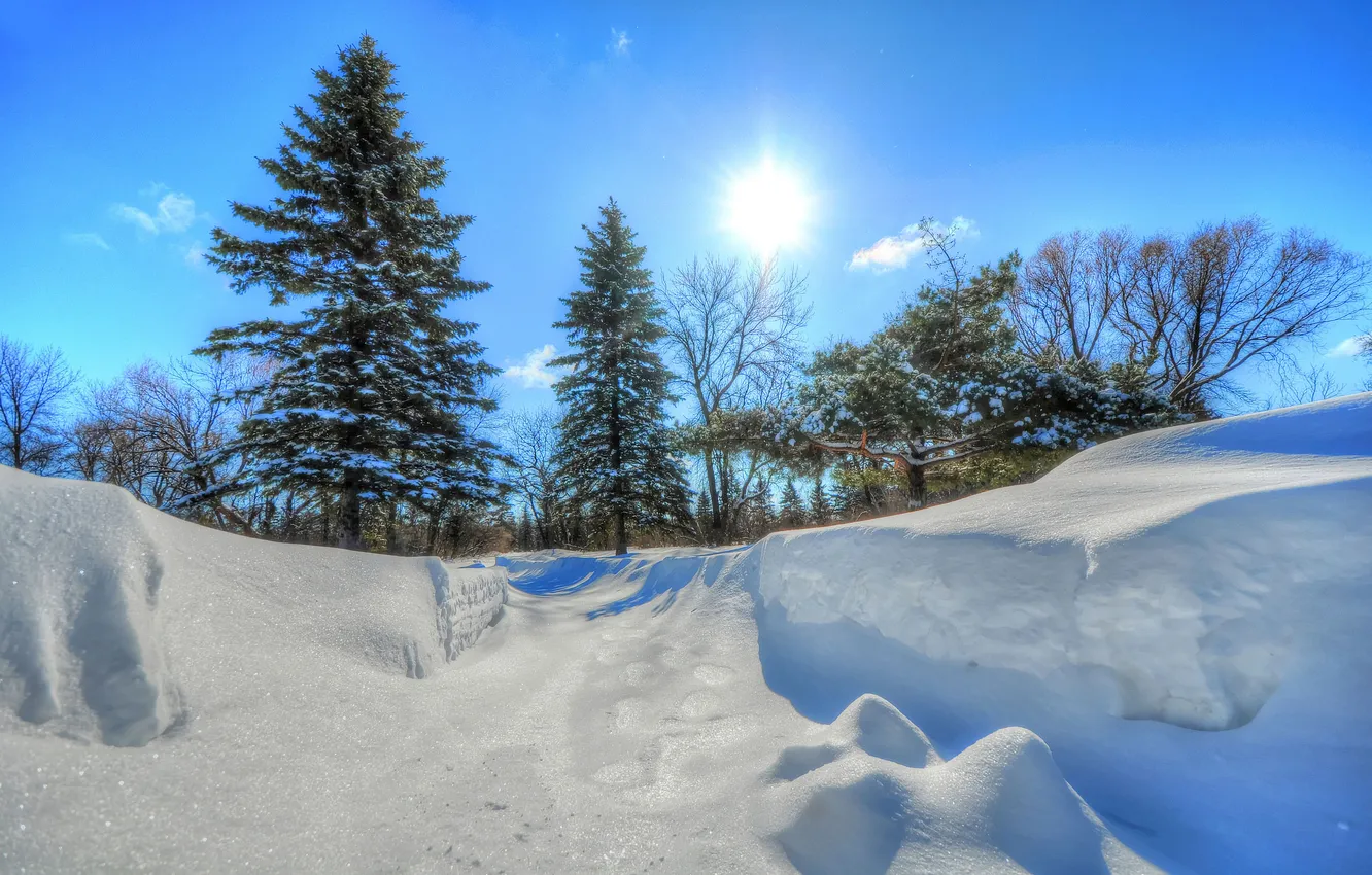 Фото обои зима, небо, солнце, снег, деревья