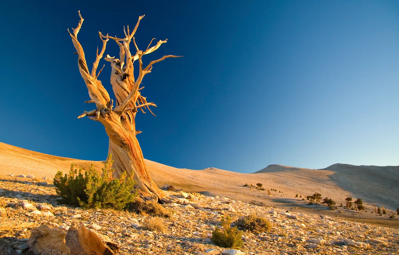 Фото обои песок, камни, холмы, пустыня, коряга, Пейзаж, сухое дерево