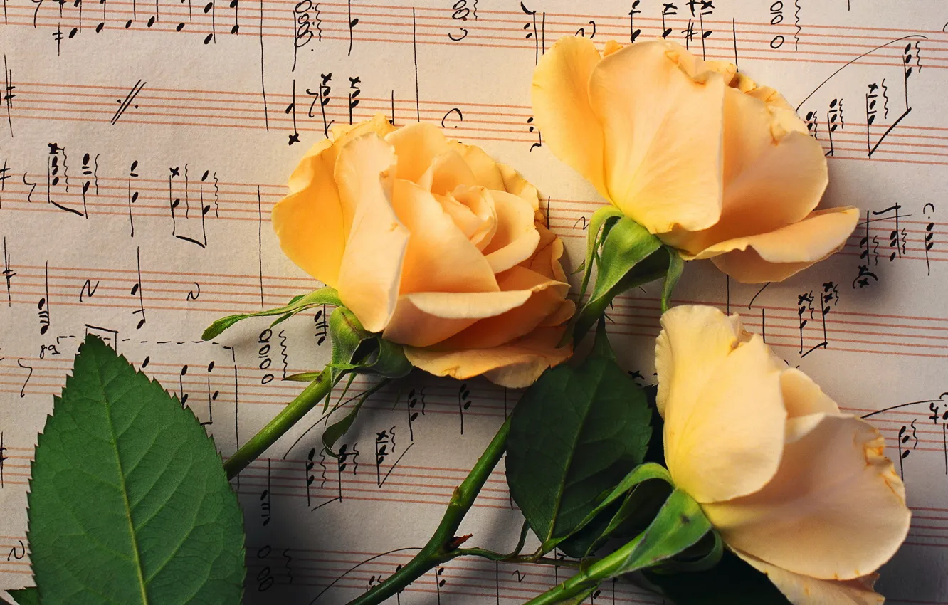 Фото обои листья, цветы, ноты, розы