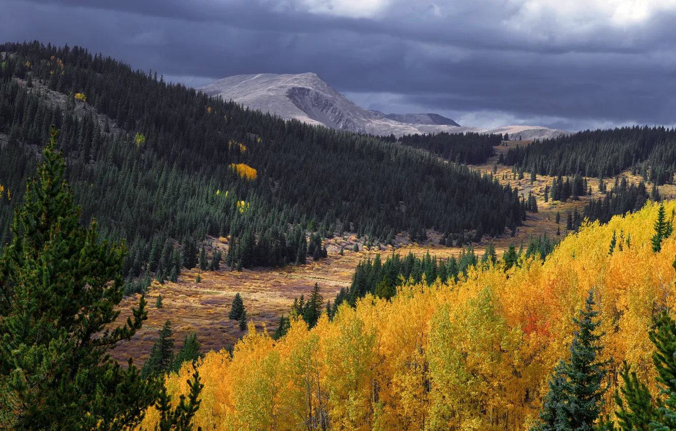 Фото обои осень, лес, небо, горы, тучи, склоны, желтые, ели