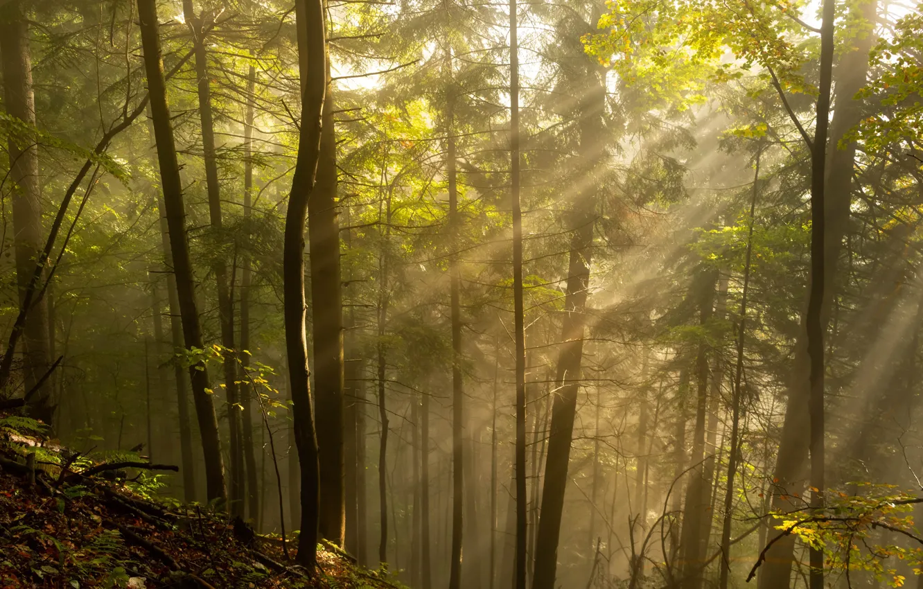 Фото обои лес, солнце, лучи, деревья, природа, утро