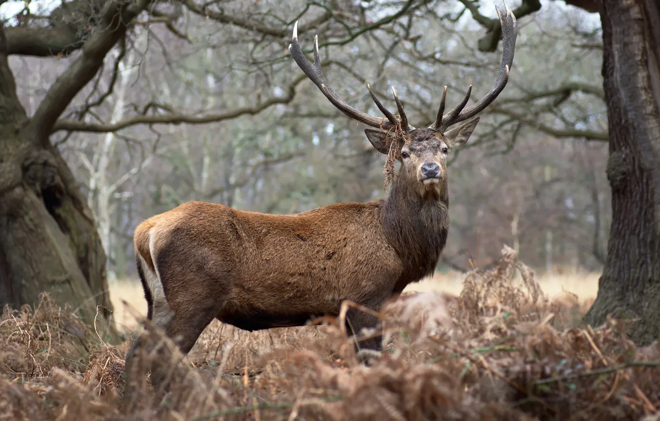 Фото обои взгляд, природа, рога, благородный олень, red deer