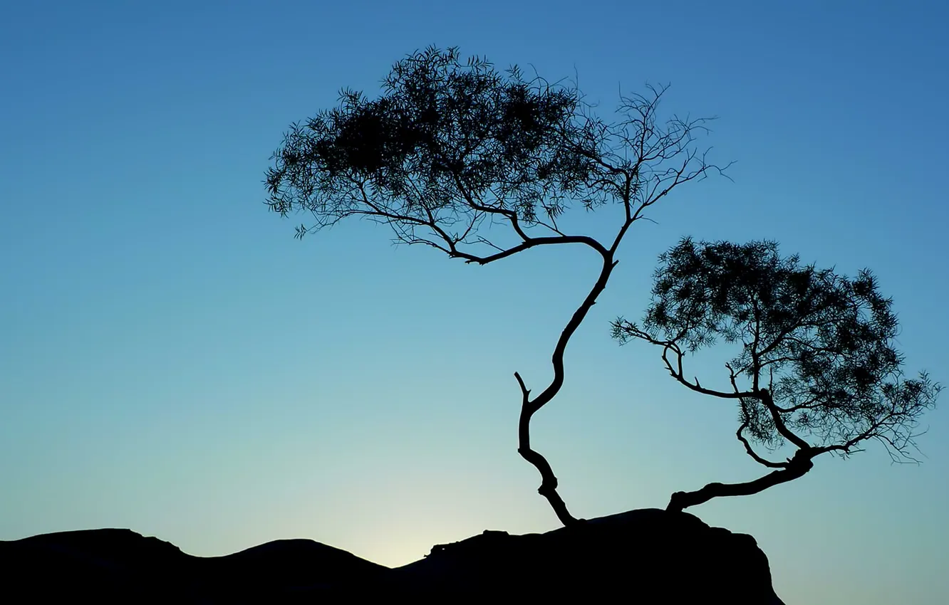Фото обои небо, дерево, силуэт, Китай