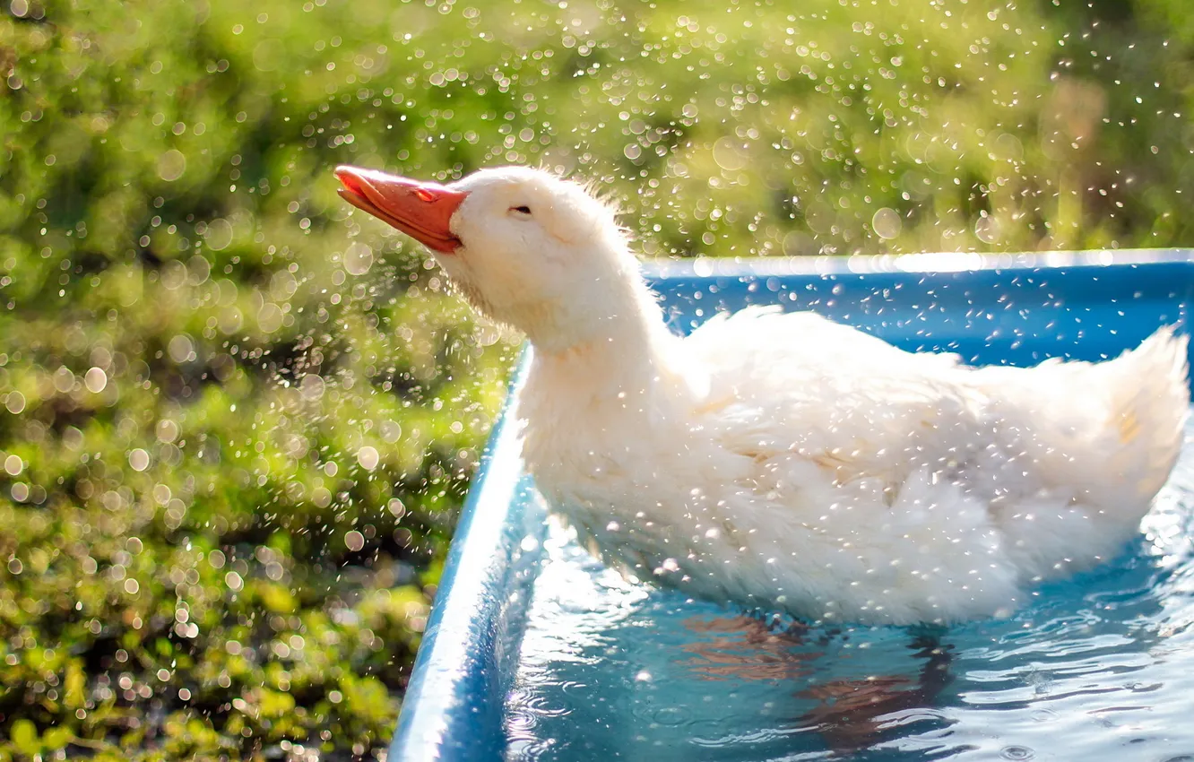 Фото обои bokeh, animal, duck, droplets, refreshment