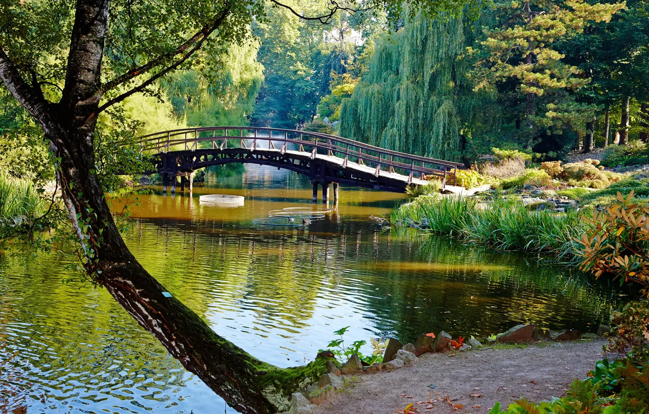 Фото обои деревья, мост, пруд, парк, камыши, фонтан
