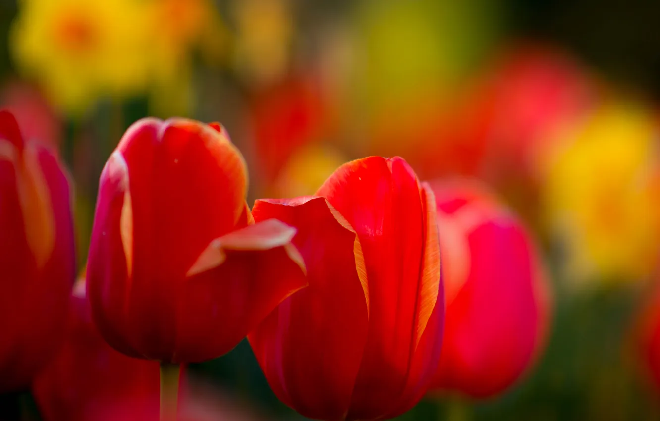 Фото обои макро, краски, весна, сад, луг, тюльпаны