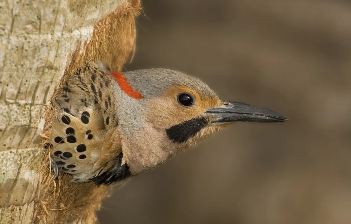 Фото обои bird, wood, eye, dots, beak, black dots