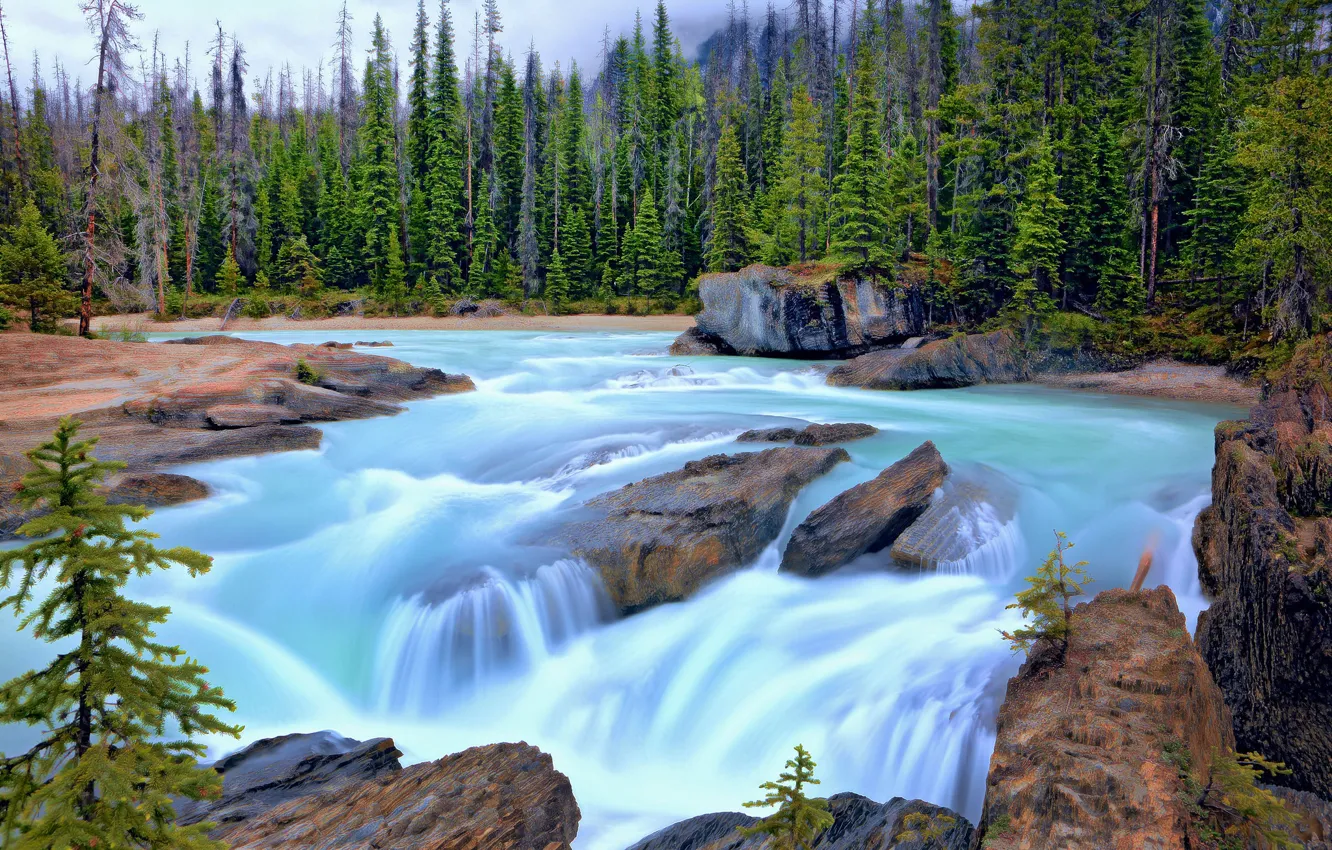 Фото обои лес, деревья, река, ели, Канада, Canada, British Columbia, Британская Колумбия