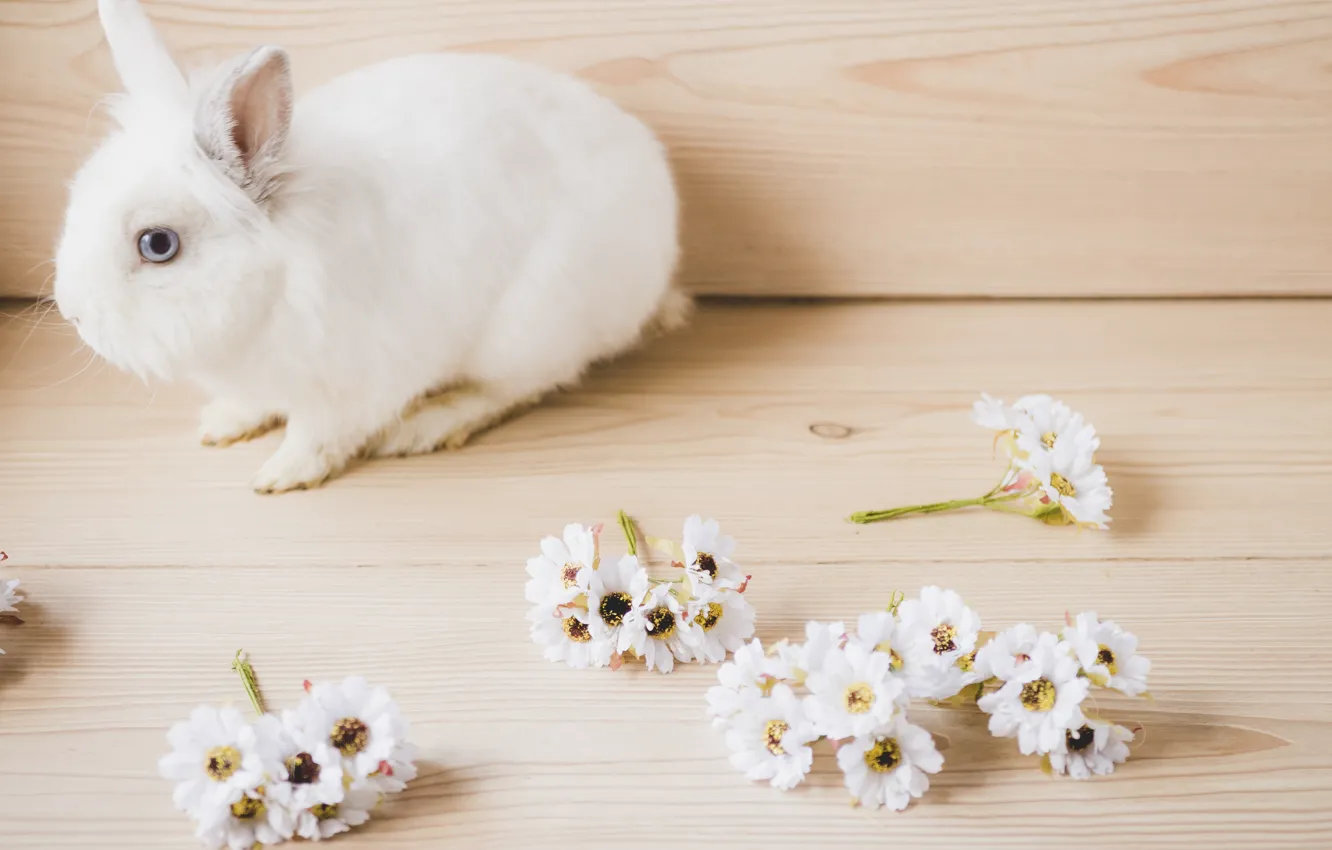 Фото обои Цветы, Кролик, Белый, Животное
