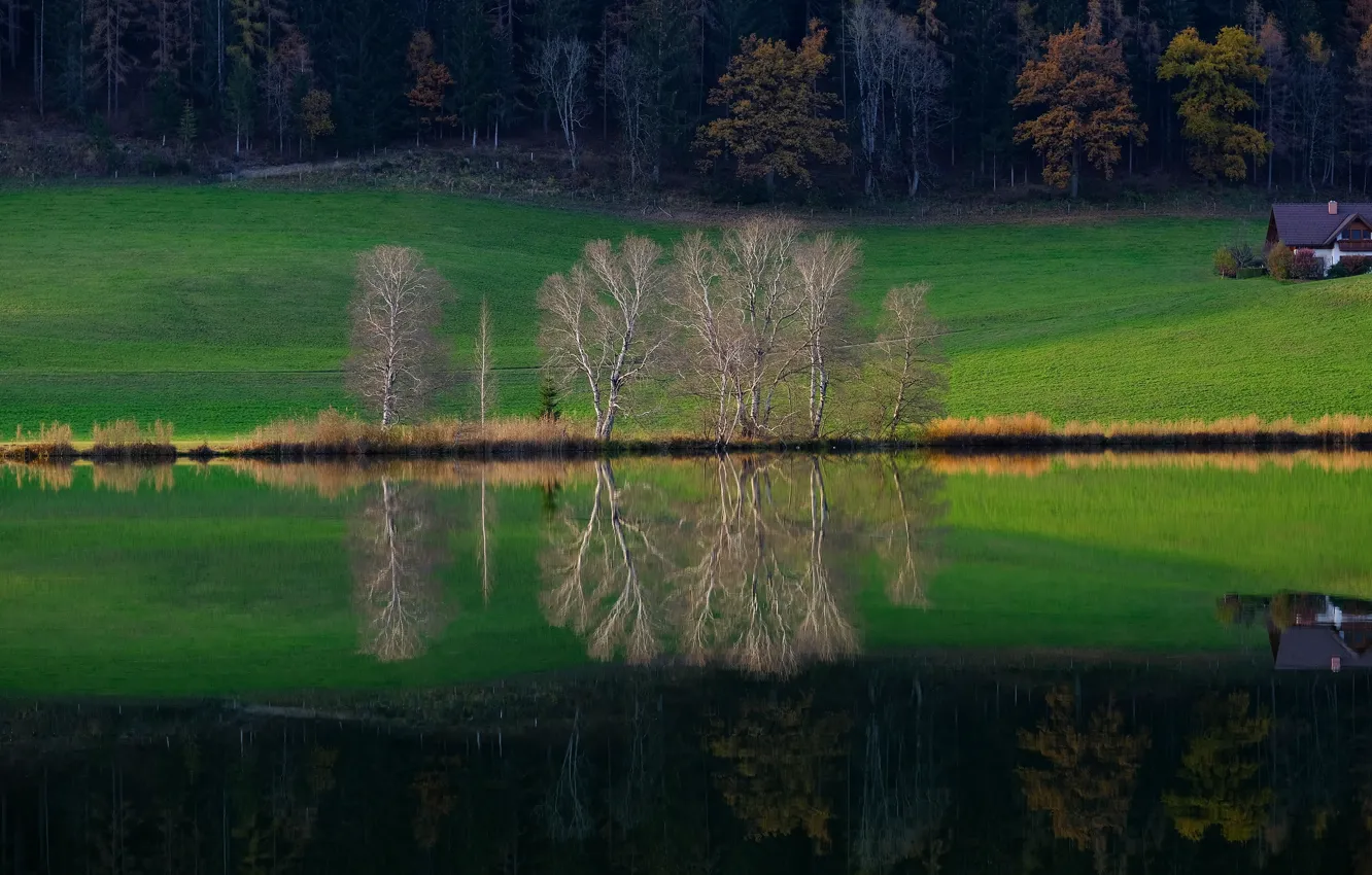 Фото обои зелень, осень, лес, трава, деревья, ветки, зеленый, озеро
