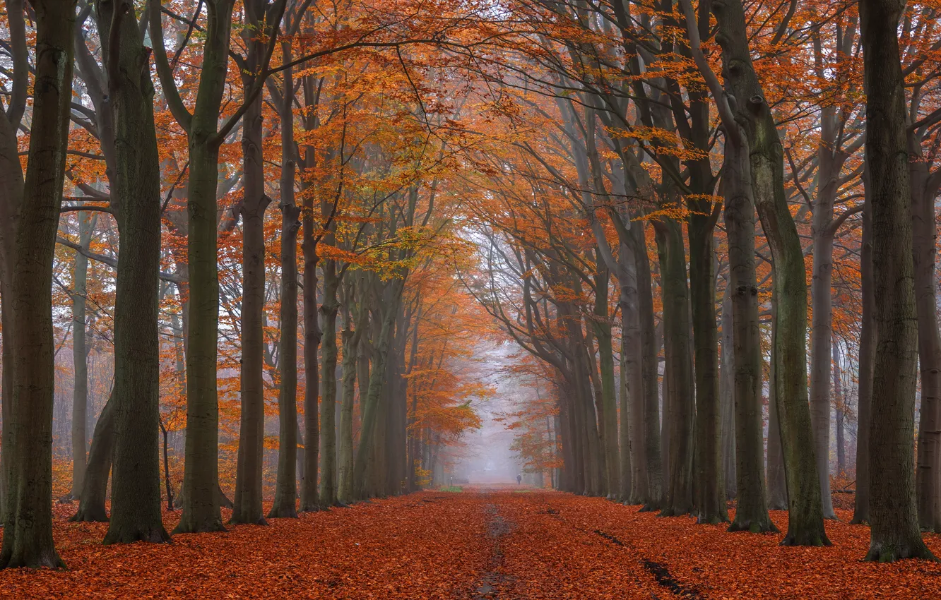 Фото обои дорога, осень, лес, деревья, ветки, природа, туман, парк