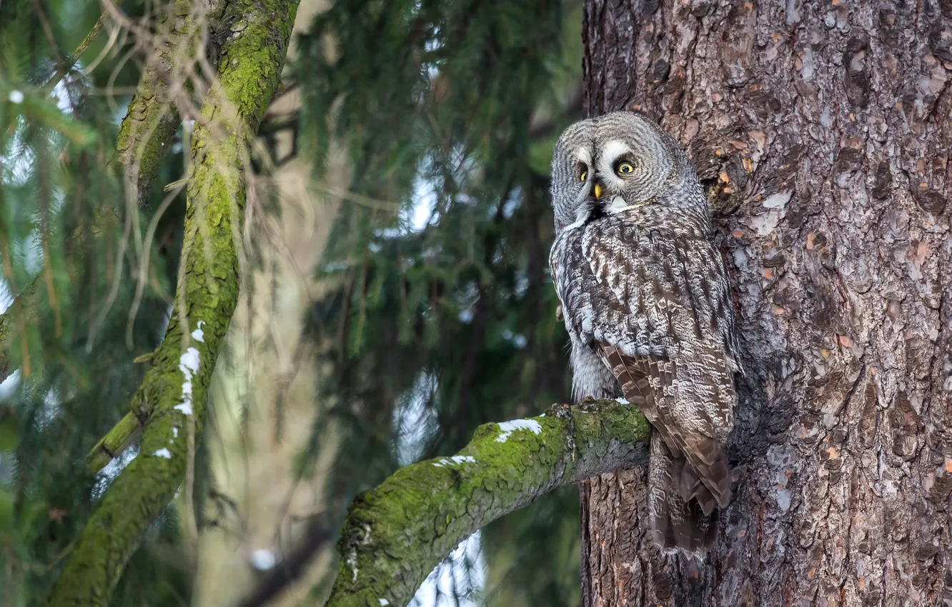 Фото обои лес, взгляд, деревья, ветки, природа, сова, птица, ствол