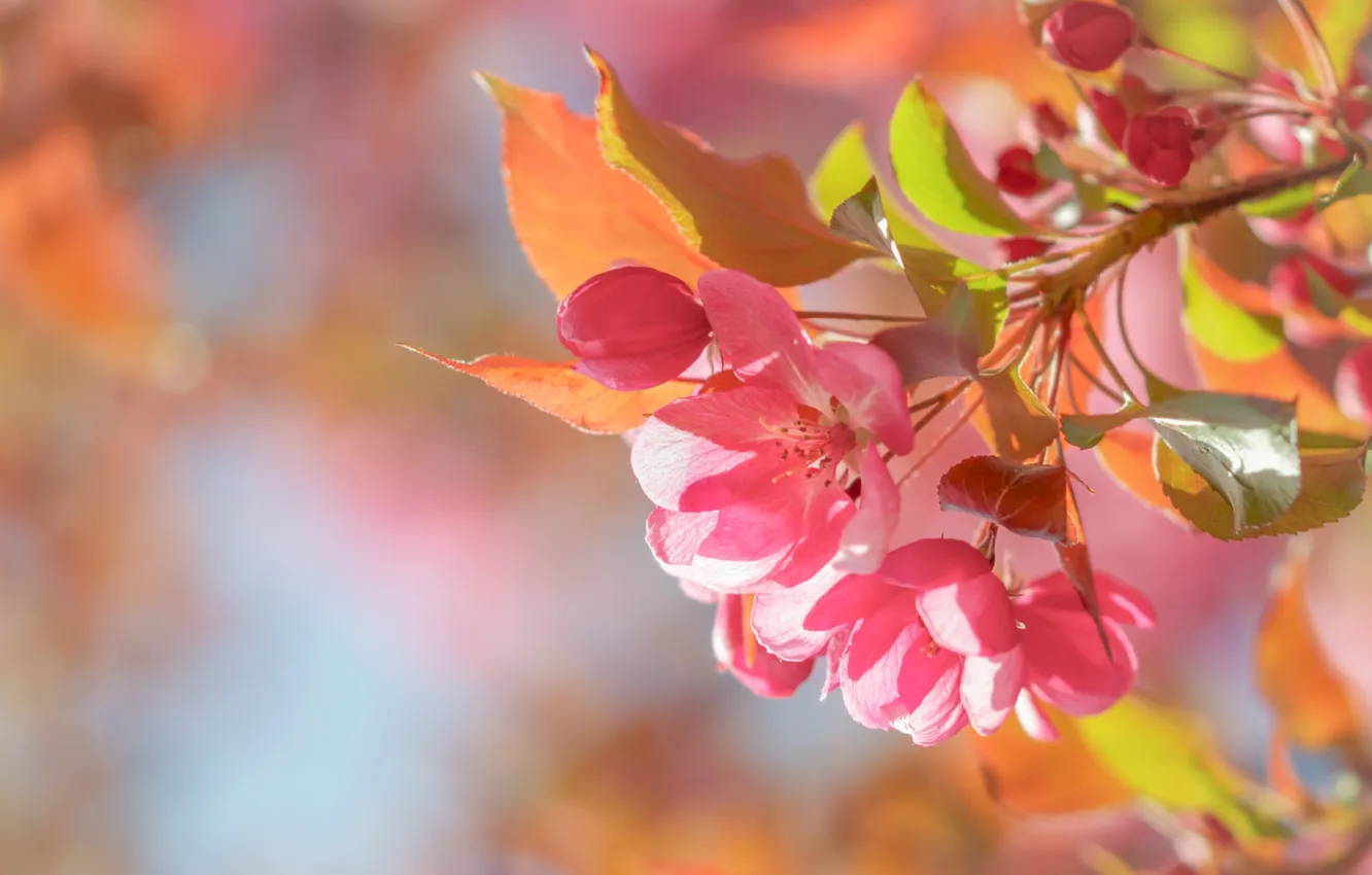 Фото обои макро, весна, яблоня