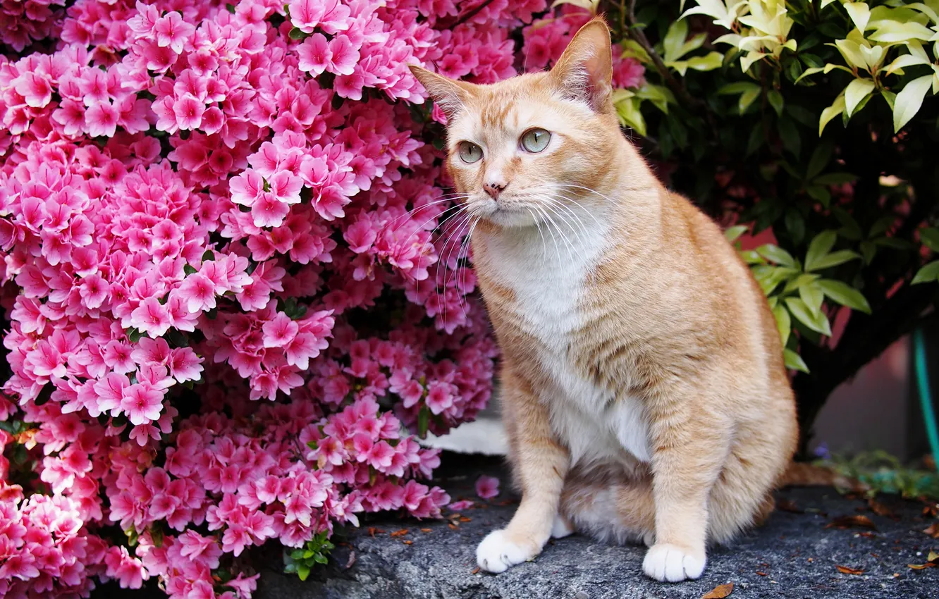 Фото обои цветы, цветущий кустарник, рыжий котик