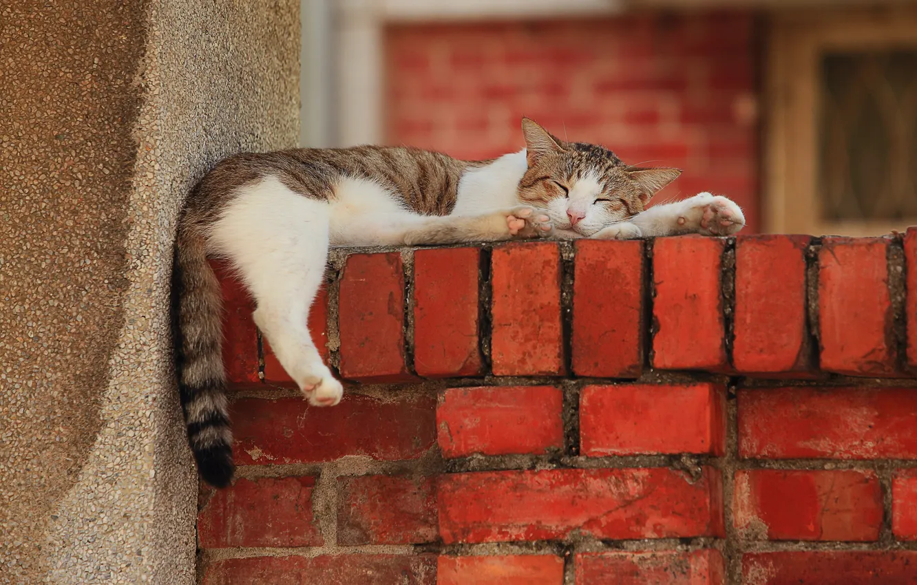 Фото обои кот, стена, отдых, лапы