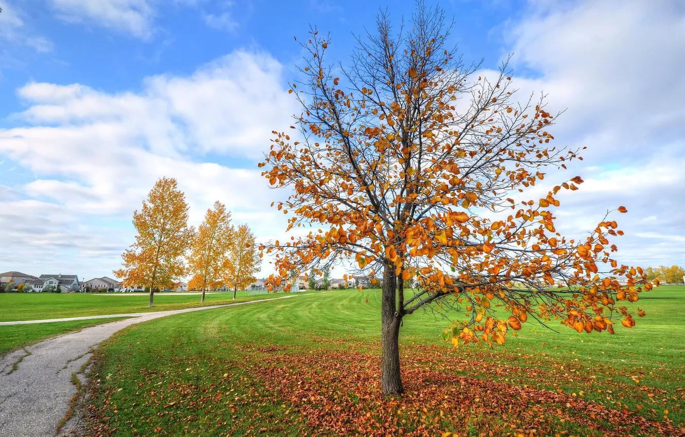 Фото обои осень, небо, трава, дом, дерево, дорожка