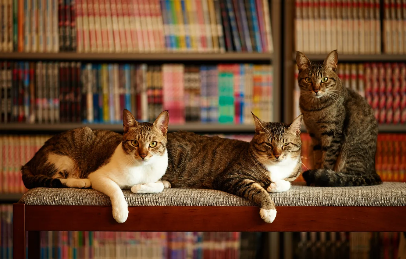 Фото обои кошки, дом, три
