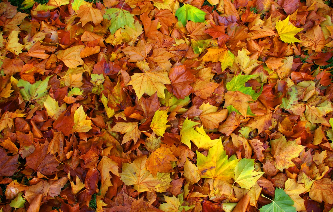 Фото обои осень, листья, ковер, цвет, клен