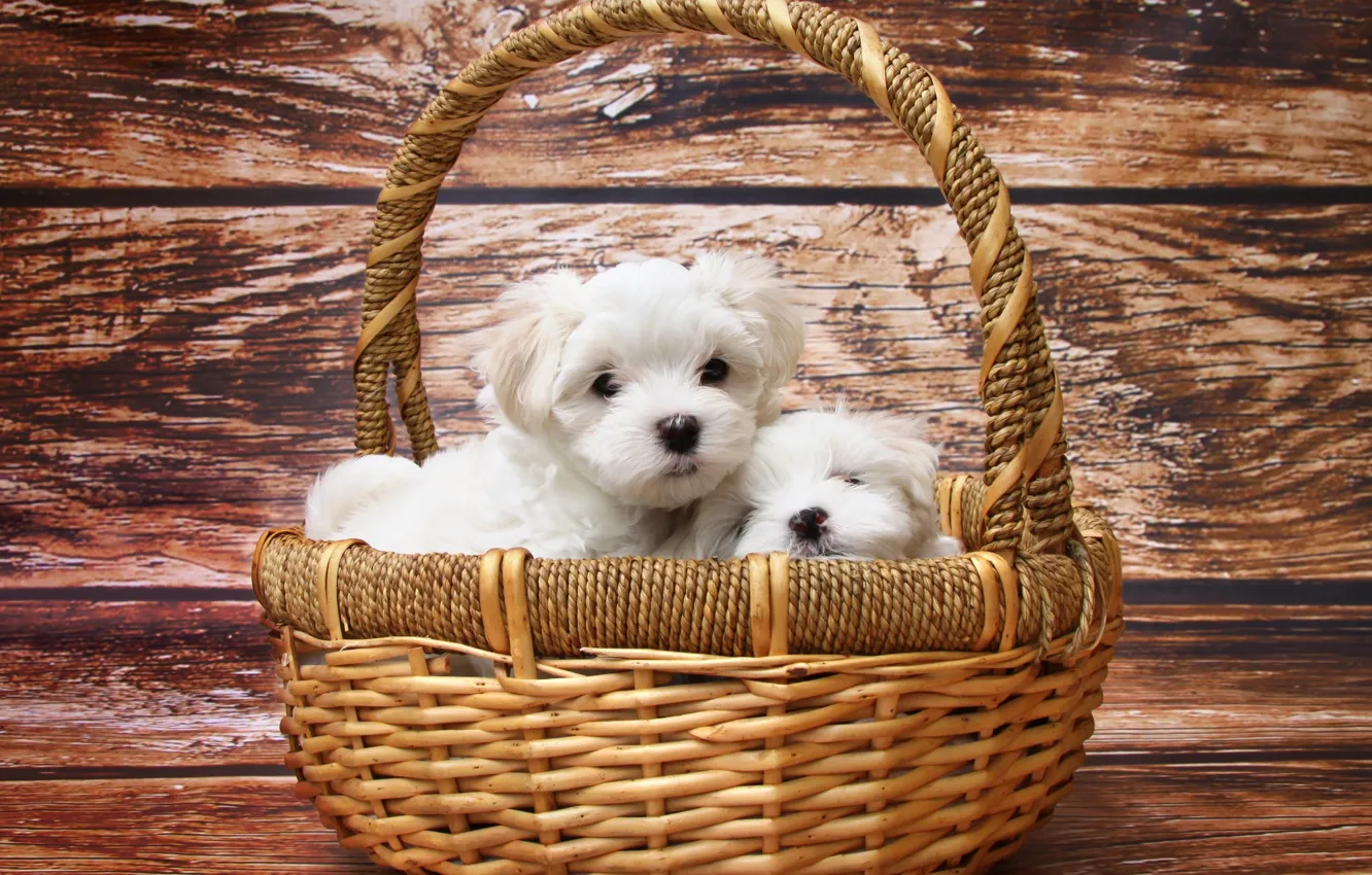 Фото обои white, puppy, dog, timber, dogs, basket, pet, twins