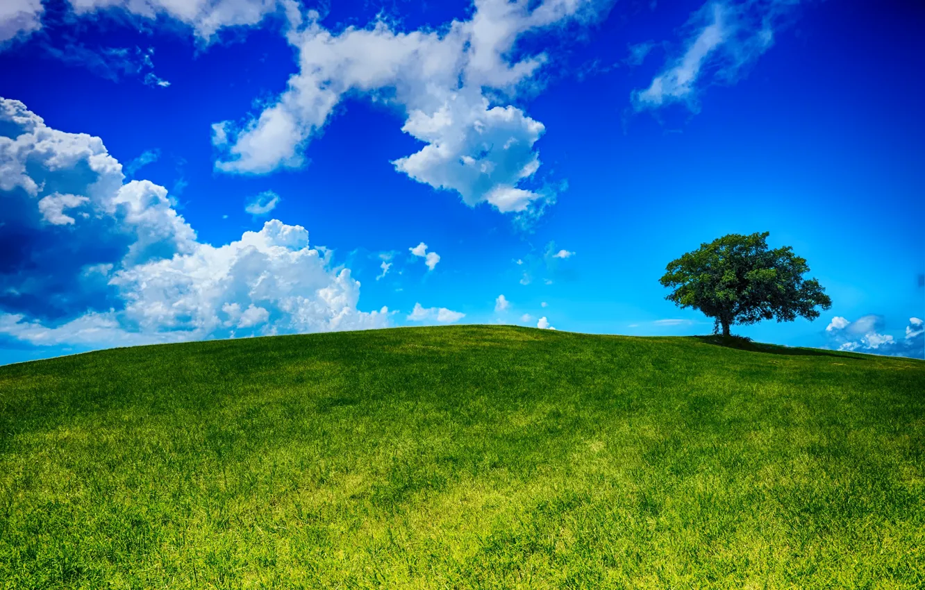 Фото обои поле, небо, трава, облака, пейзаж, природа, дерево, холм