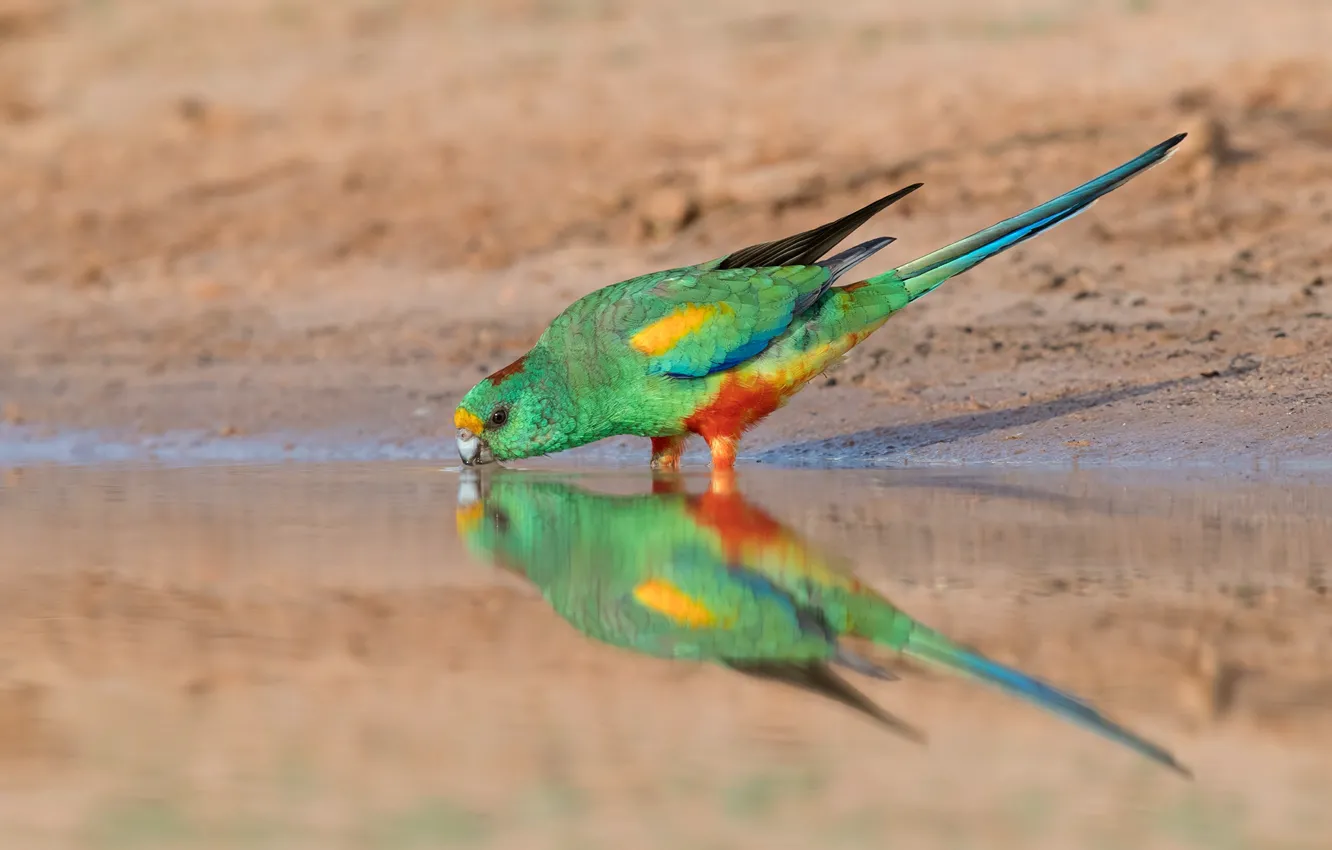 Фото обои вода, зеленый, отражение, птица, берег, попугай, водопой, водоем