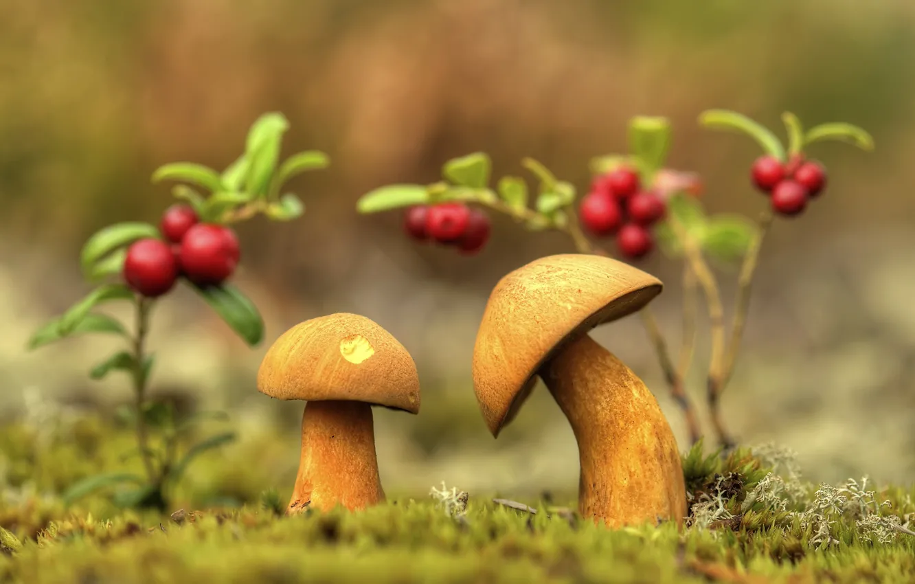 Фото обои макро, природа, ягоды, грибы, мох