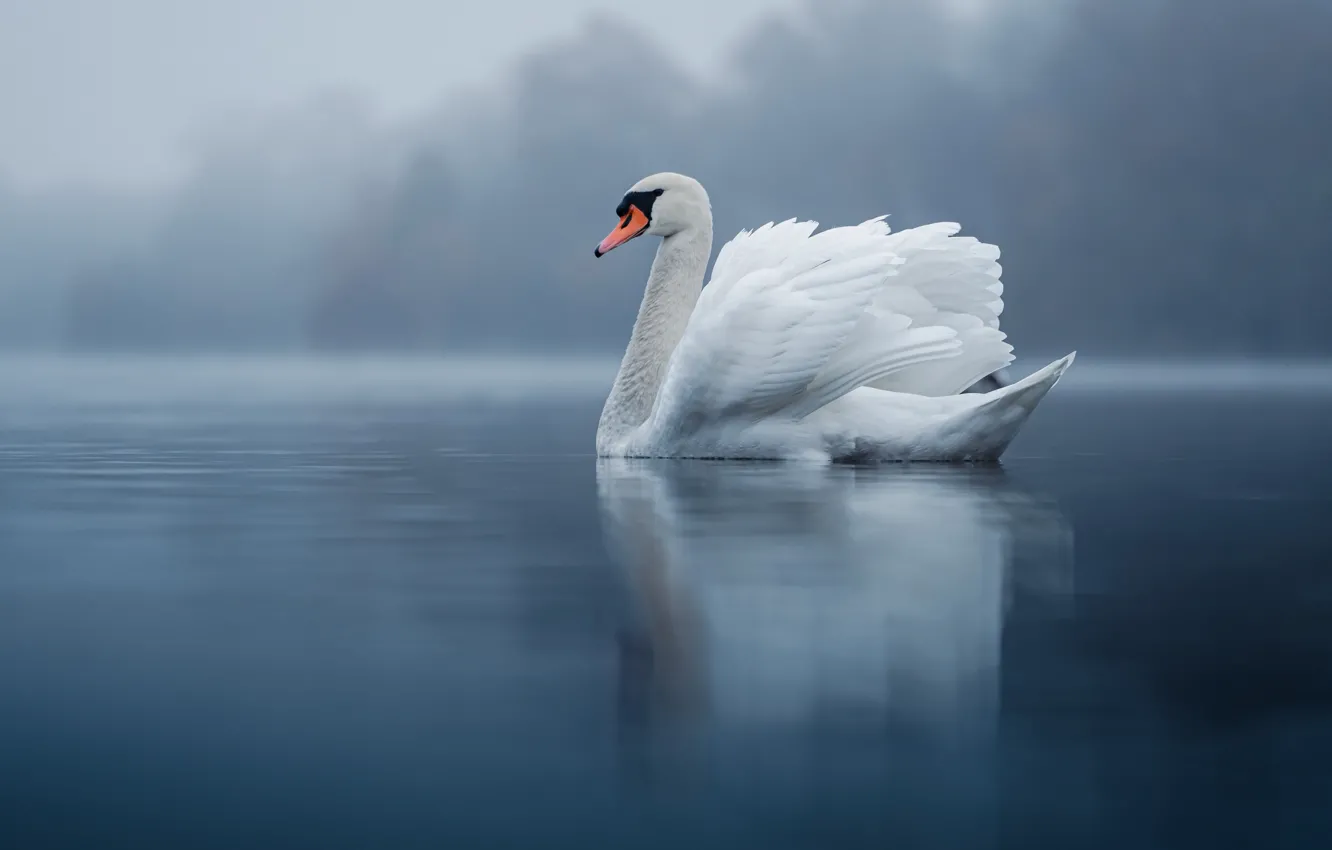 Фото обои природа, туман, птица, лебедь