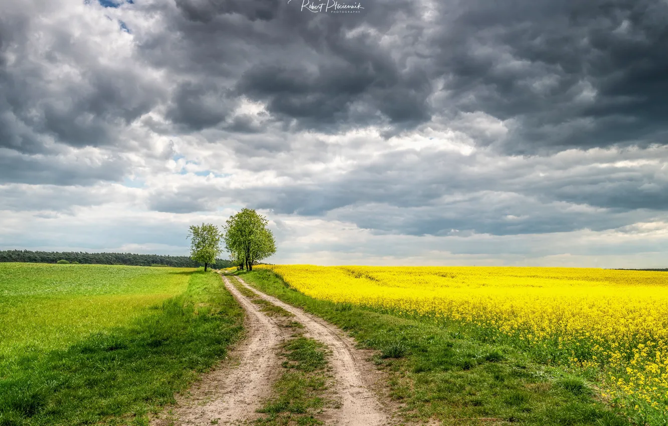 Фото обои дорога, поле, небо, облака, цветы, Ptоciennik Robert