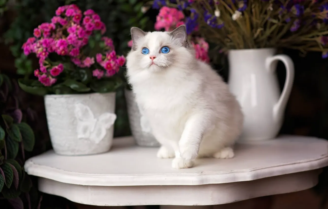 Фото обои кошка, цветы, голубые глаза, Рэгдолл