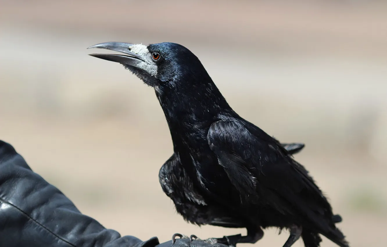 Фото обои bird, animal, wildlife, rook