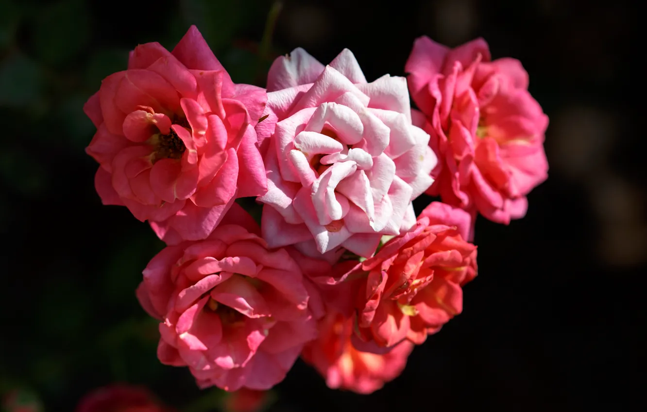 Фото обои розы, розовые, rose, pink