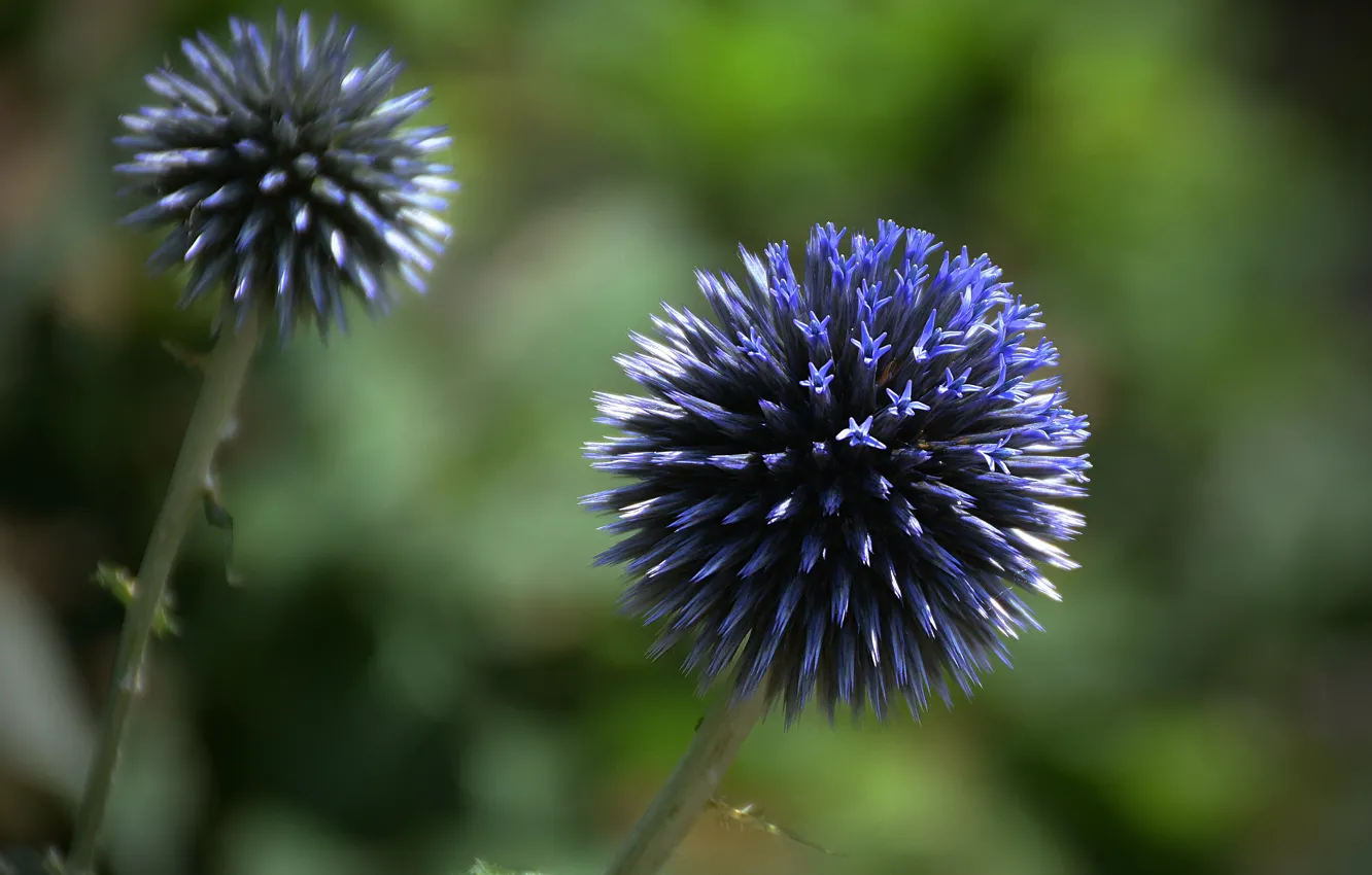 Фото обои Цветы, Мордовник, Blue flowers, Синие цветочки