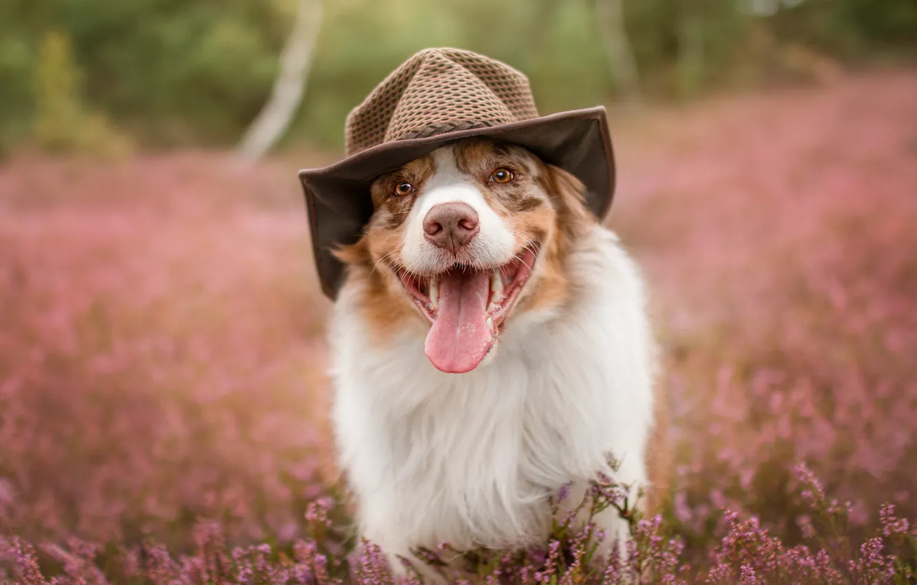 Фото обои язык, лето, морда, природа, собака, шляпа, прогулка, австралийская овчарка