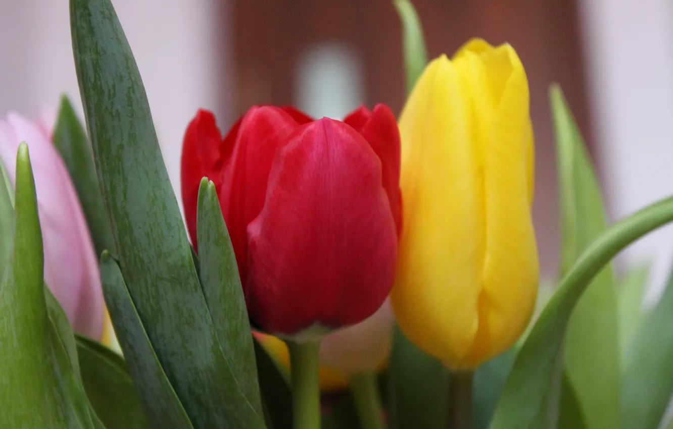 Фото обои макро, Цветы, тюльпаны
